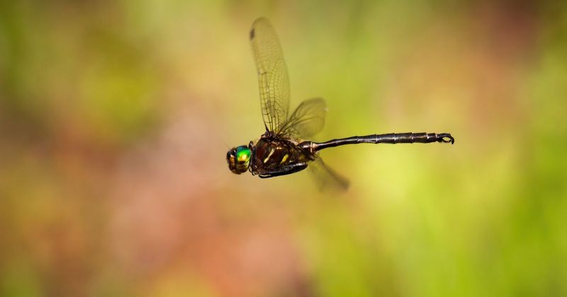 Hine's Emerald Dragonfly