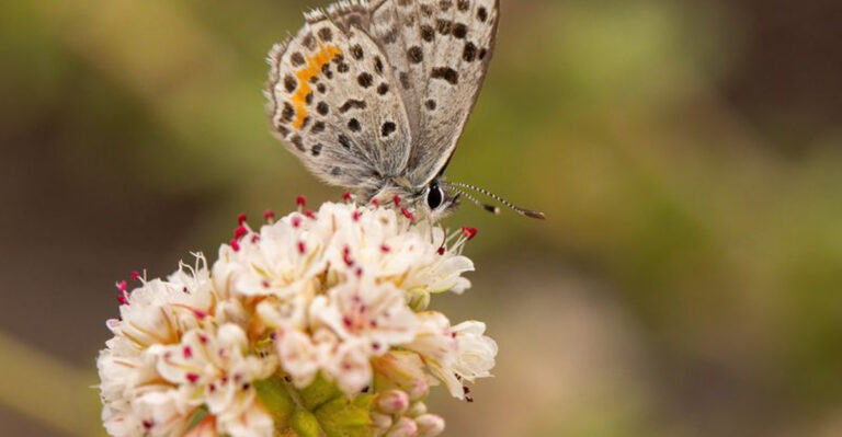 15 Endangered Insects You Never Knew Were At Risk