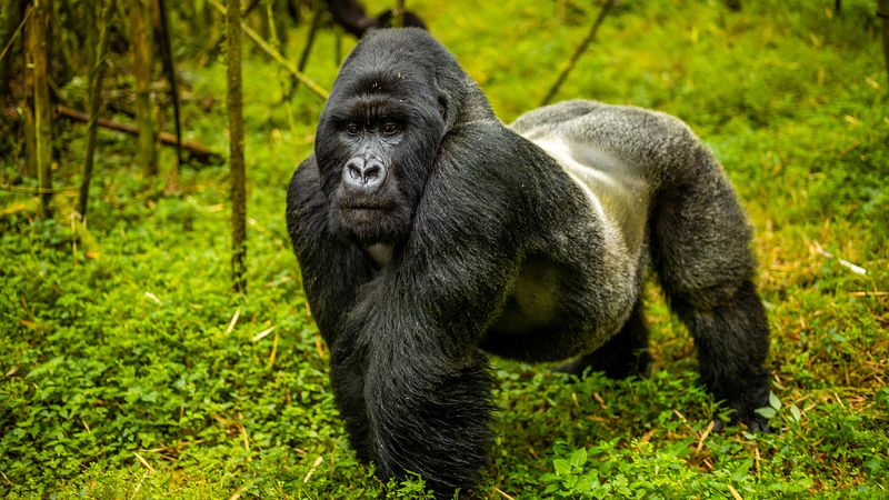 Mountain Gorillas: Gentle Giants Hanging On