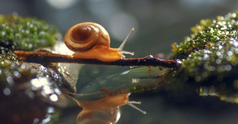 15 Essential Facts About Snails