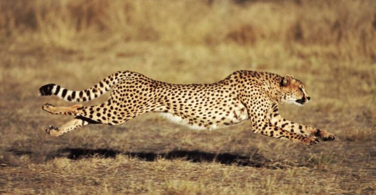 15 Evolutionary Advantages That Help Wild Cats Survive