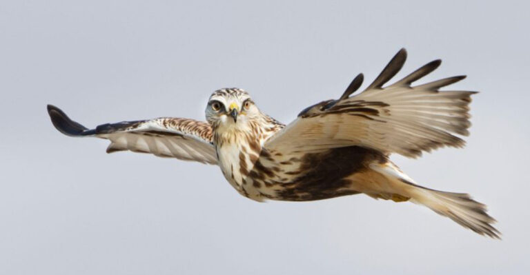 15 Expert Tips To Identify Hawks While Birdwatching