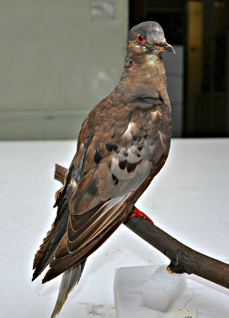 Passenger Pigeon: From Billions To None