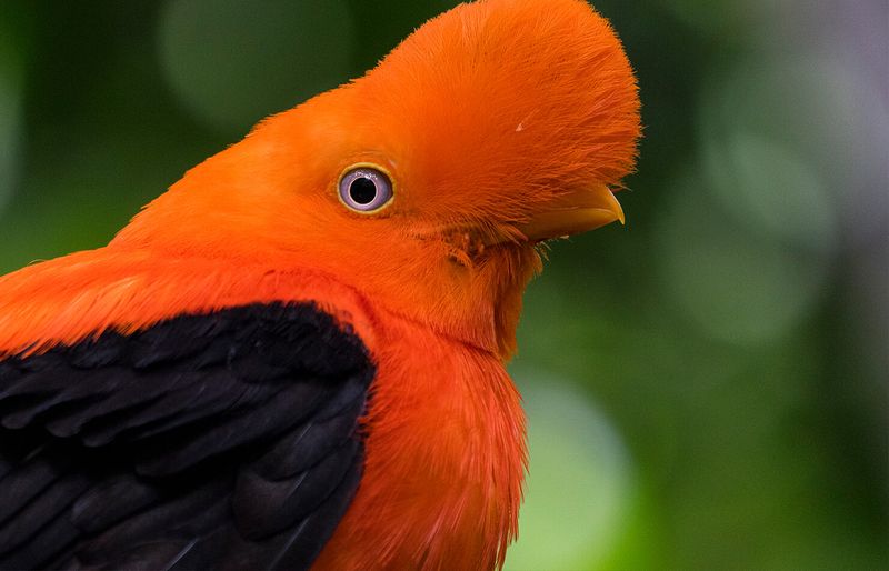 Fashion-Forward Feathers