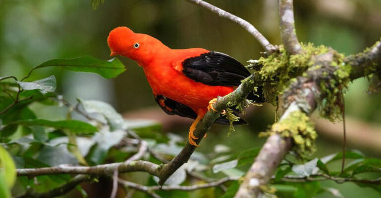 15 Facts About The Andean Cock-Of-The-Rock - The Flashiest Bird In The Forest