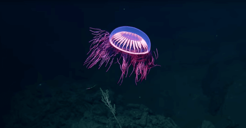 Nature's Light Bulbs Need No Batteries