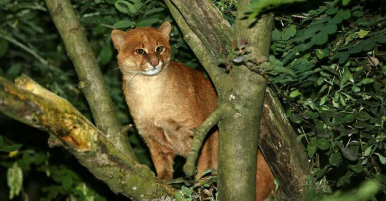 15 Facts That Prove The Jaguarundi Isn't Meant To Be Your Pet