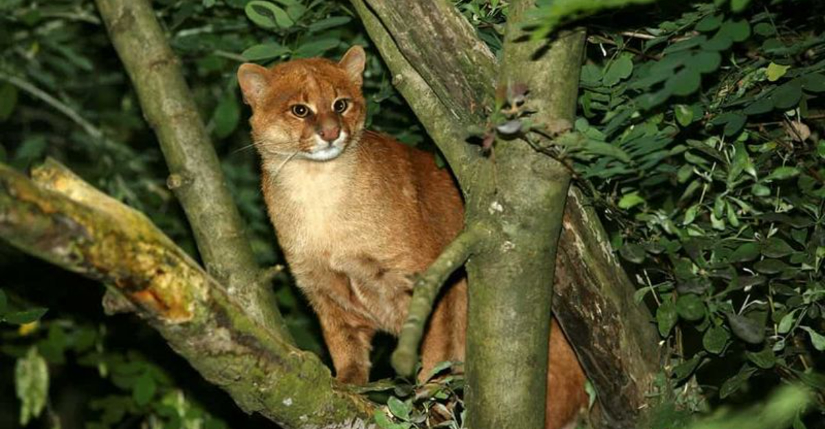 15 Facts That Prove The Jaguarundi Isn't Meant To Be Your Pet