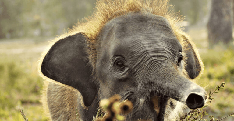 15 Facts You Need To Know For Endangered Species Day (And The Animals You Need To Protect)