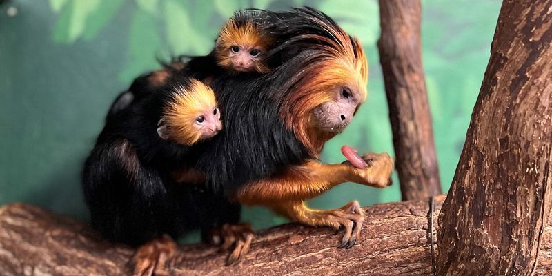Origins Of Endangered Species Day