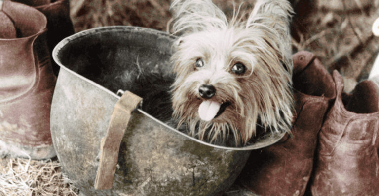15 Famous Military Horses, Dogs, And Mascots From History