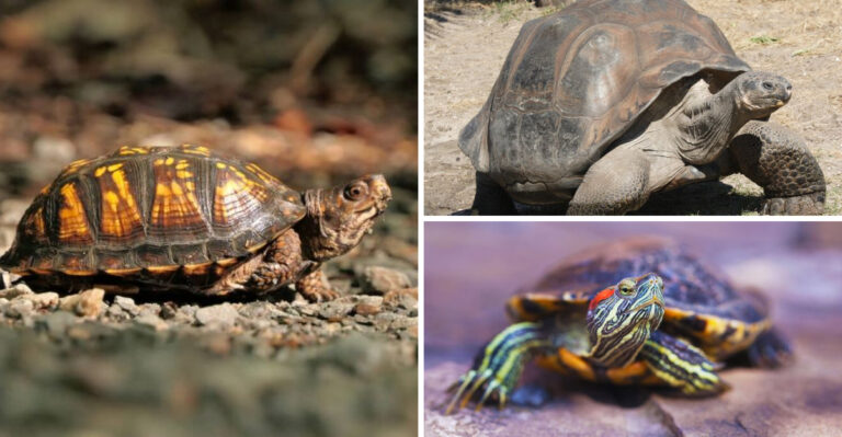 15 Fascinating Differences Between Turtles, Tortoises, And Terrapins
