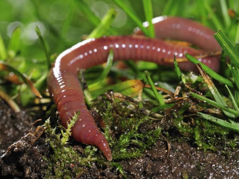 Earthworms Have No Eyes