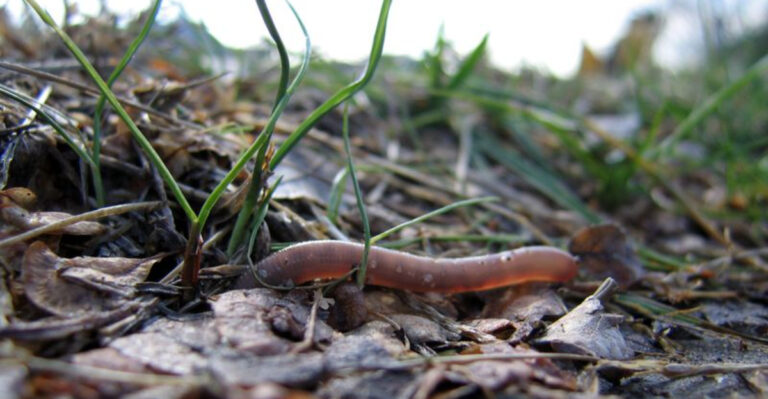 15 Fascinating Facts About Earthworms You Might Not Know