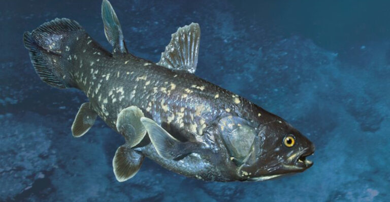 15 Fascinating Facts About The “Living Fossil” Fish Discovered Off The California Coast