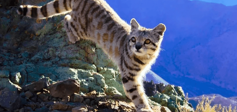 High-Altitude Explorer