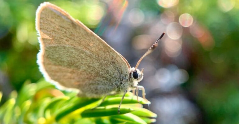 15 Fascinating Facts About The Newly Discovered Satyrium Curiosolus Butterfly