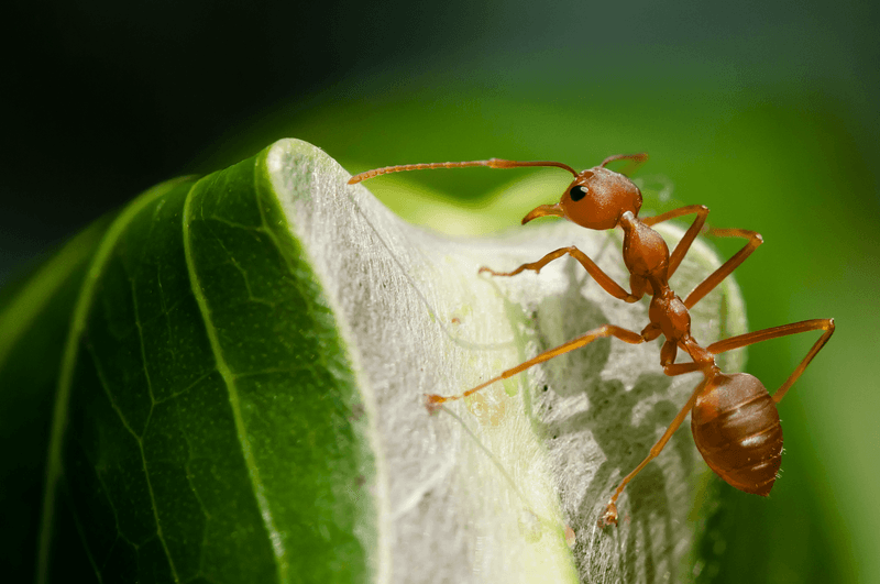 Ant