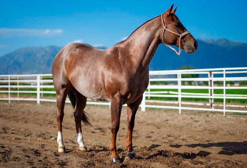 Quarter Horse Speedsters