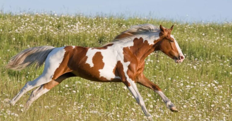 15 Fast-Growing Horse Breeds You Should Know About