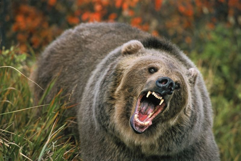 Grizzly Bears: The Mountain Monarchs