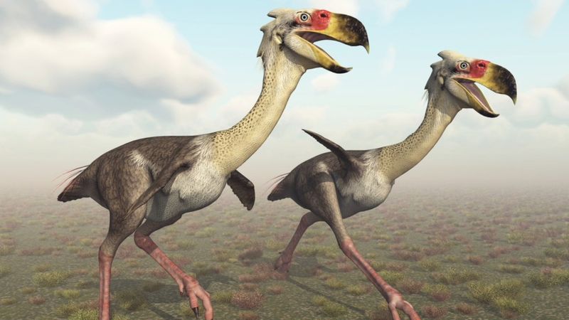Terror Birds: Nature's Feathered Nightmares