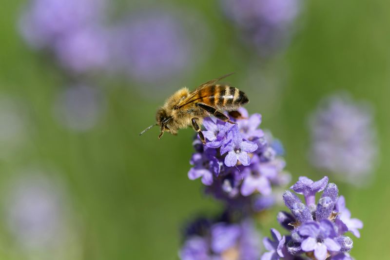 Lavender: Purple Heaven For Bees