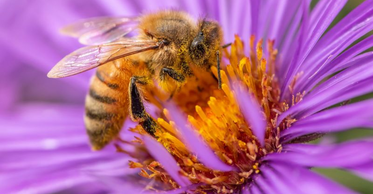 15 Flowers That Attract Honeybees Like Magnets