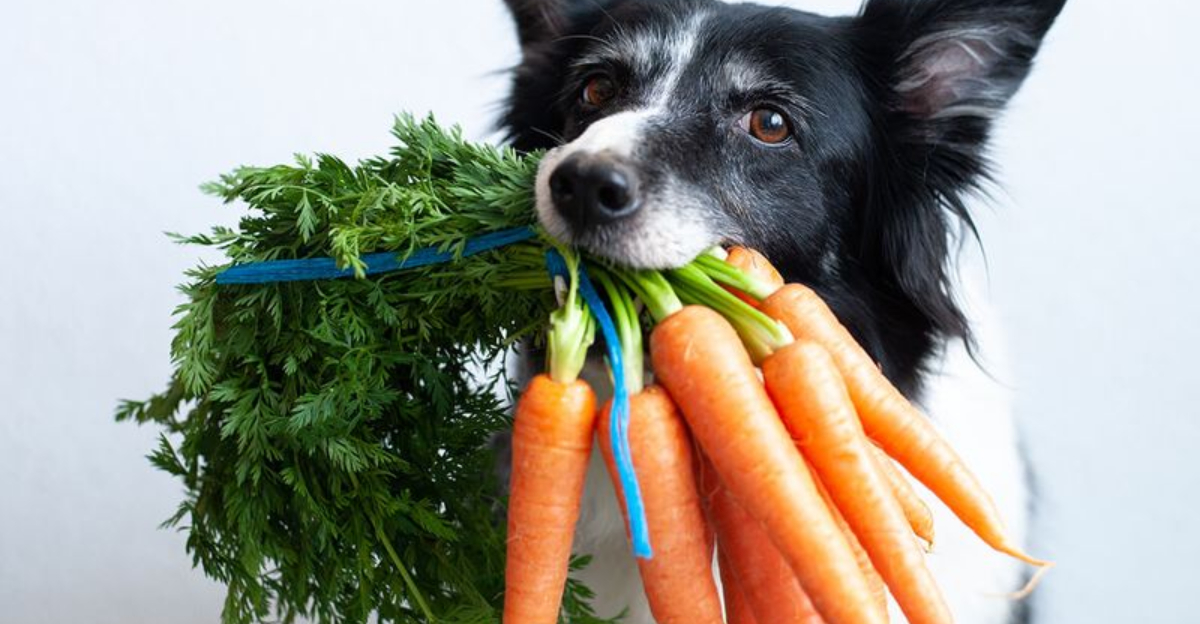15 Foods That Help Fight Seasonal Allergies In Dogs