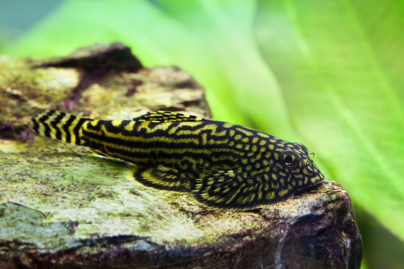 Hillstream Loach