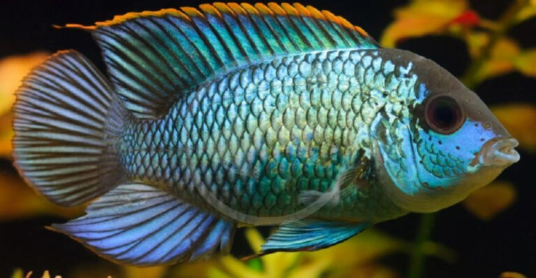 15 Freshwater Fish That Don’t Get The Love They Deserve