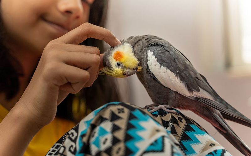 Cuddly Cockatiel Companions