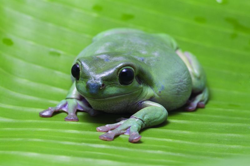 White's Tree Frog