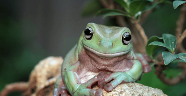 15 Friendly Pet Frogs That Are Surprisingly Easy To Care For
