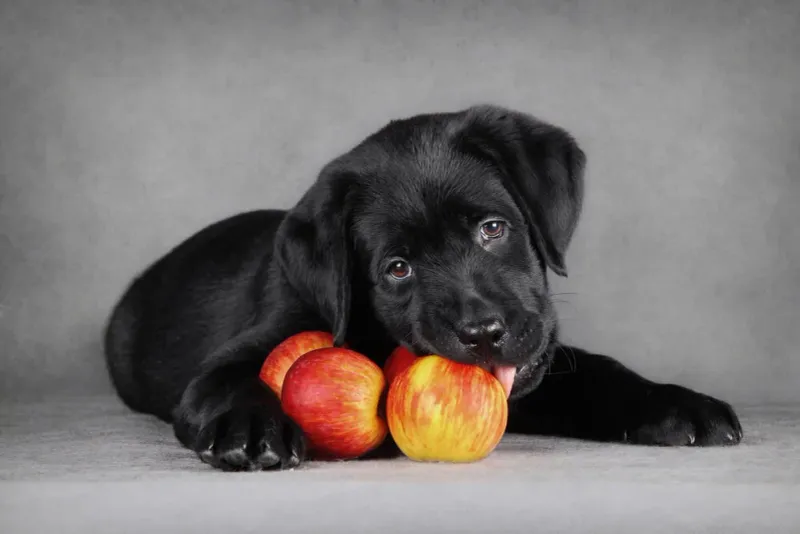Apples