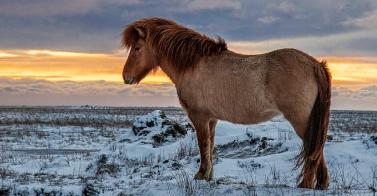15 Gaited Horses That Promise A Comfortable Ride