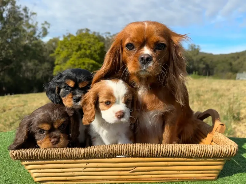Cavalier King Charles Spaniel