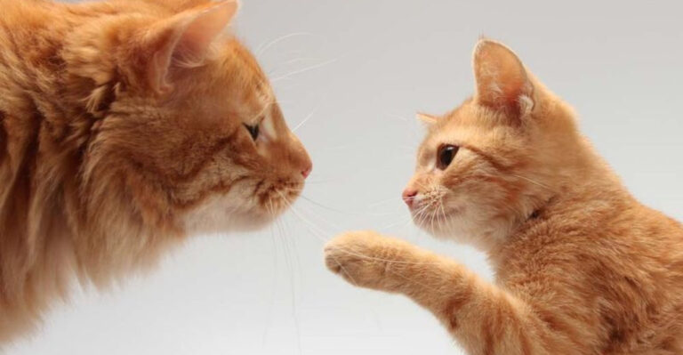 15 Gentle Ways To Help Your Cat Bond With A New Kitten