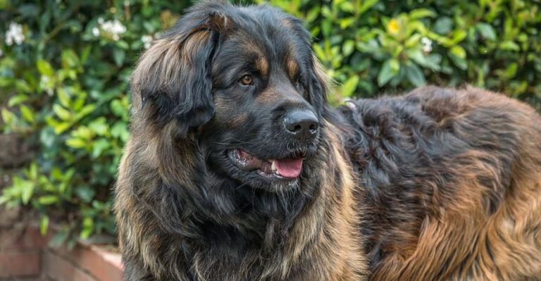 15 Giant Dog Breeds That Take Forever To Grow Up