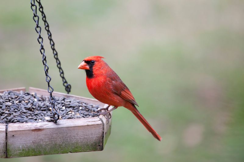 Sunflower Seeds: The Ultimate Bird Magnet