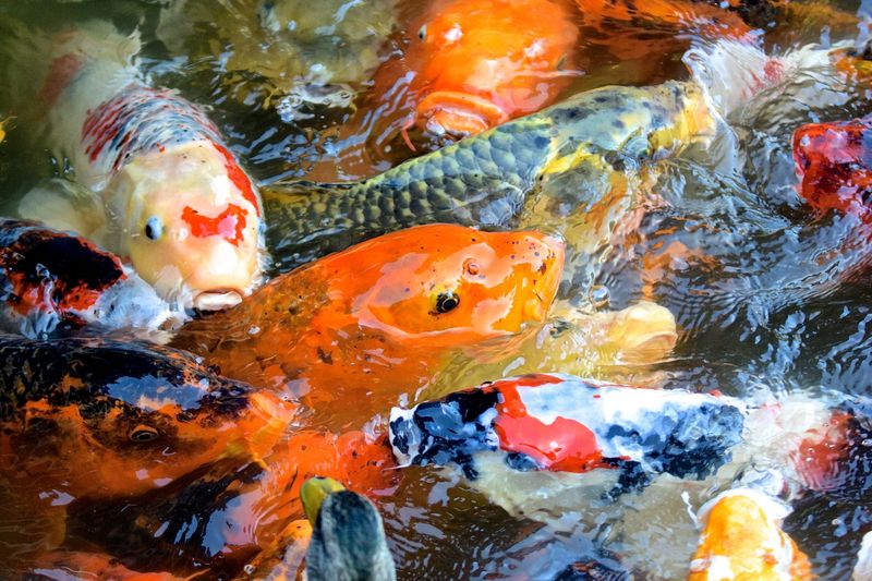 Koi Fish: The Living Jewels