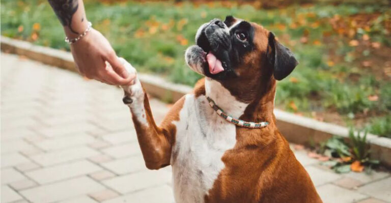 15 Heartwarming Dog Breeds That Love Being Loved