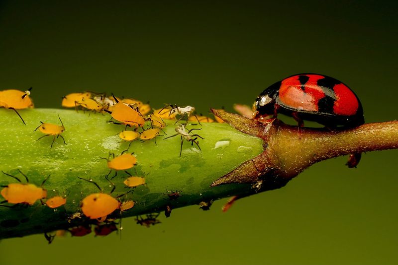 Ladybugs: The Gardener's Tiny Defenders
