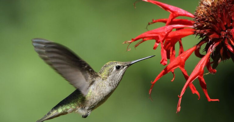 15 Helpful Animals You Should Welcome To Your Property