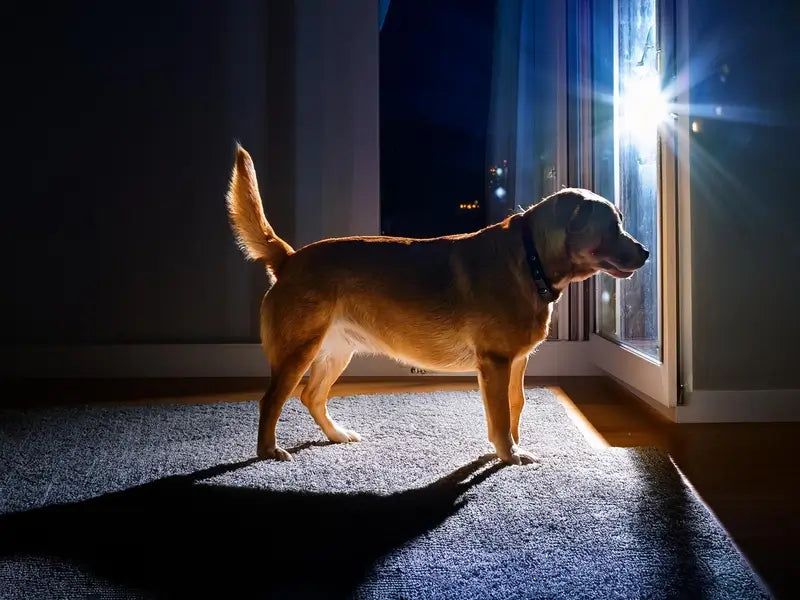 Pawsitively Restless Nights