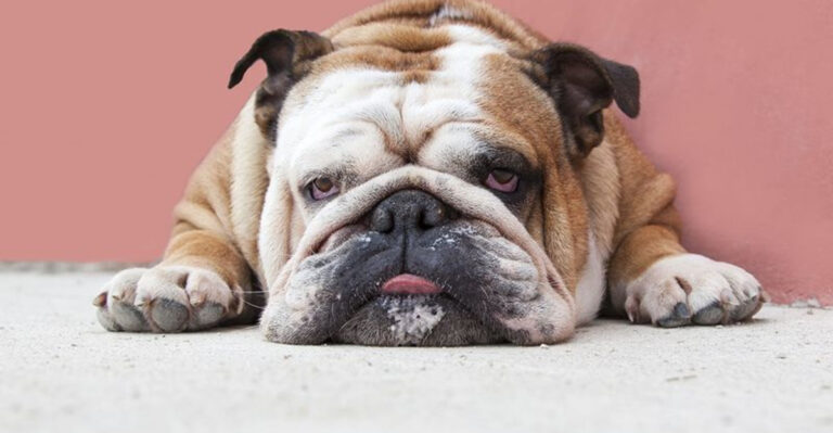 15 Hidden Signs Your Dog Is Under-Exercised