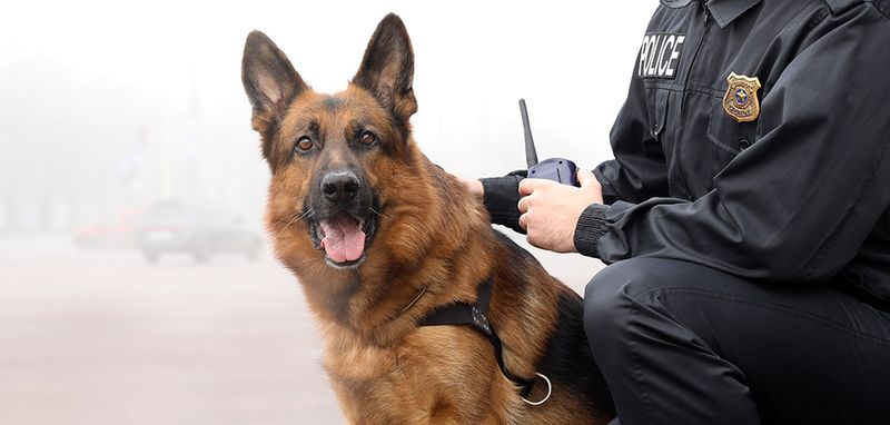 German Shepherds: The Ultimate Police Partner