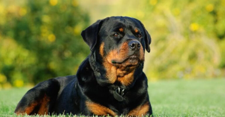 15 Highly Disciplined Dog Breeds