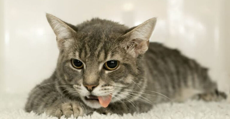 15 Immediate Steps To Take If Your Cat Has Ingested Poison