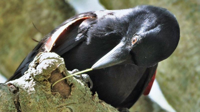 Nature's Craftsman: The New Caledonian Crow
